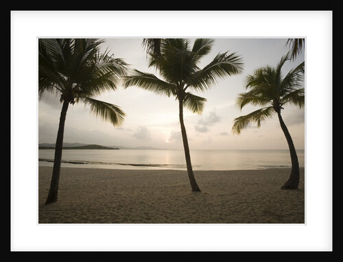 Palm Trees at Sunset by Anonymous
