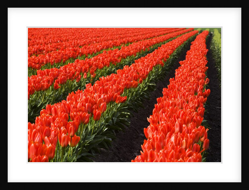 Rows of Red Tulips in Bloom in Skagit Valley by Anonymous