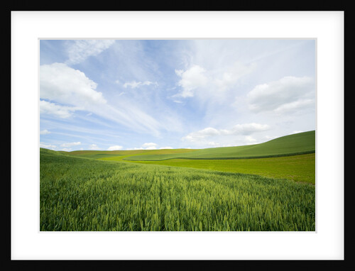 Green Fields of Spring Wheat by Anonymous