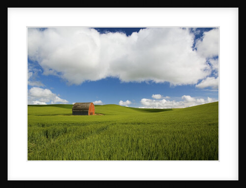 Old Red Barn in Spring Wheat Fields by Anonymous