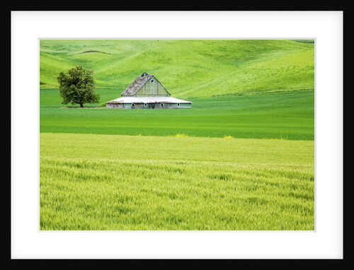 Old Barn in Green Agricultural Fields by Anonymous