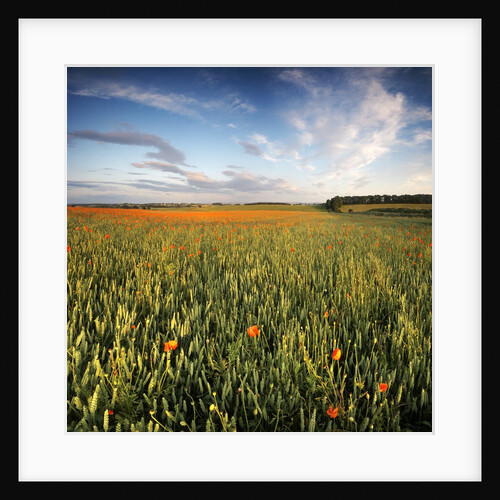 Poppy Field in Northumberland by Anonymous