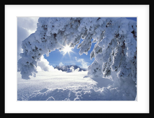 Snowy Landscape in Yellowstone by Anonymous