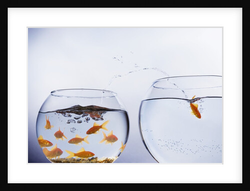 Goldfish Jumping into Different Bowl by Anonymous