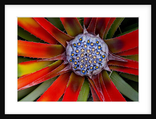 Center of an Agave Plant by Anonymous