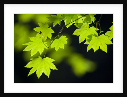 Vine Maple Leaves by Anonymous