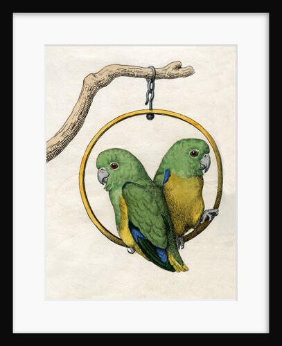 Illustration of Two Lovebirds by Anonymous