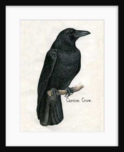 Carrion Crow Illustration by Anonymous