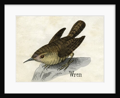 Wren Illustration by Anonymous