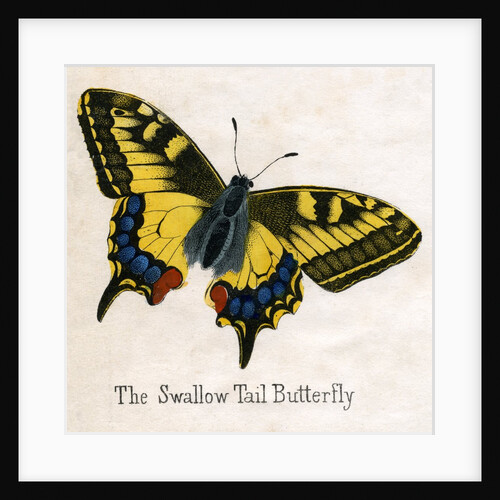 The Swallow Tail Butterfly Illustration by Anonymous