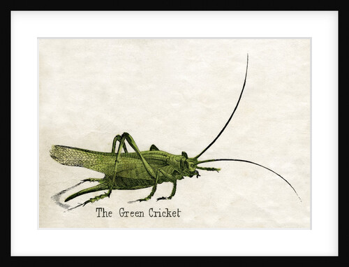 The Green Cricket Illustration by Anonymous
