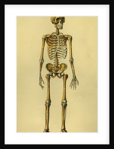 Illustration of Human Skeleton by Anonymous