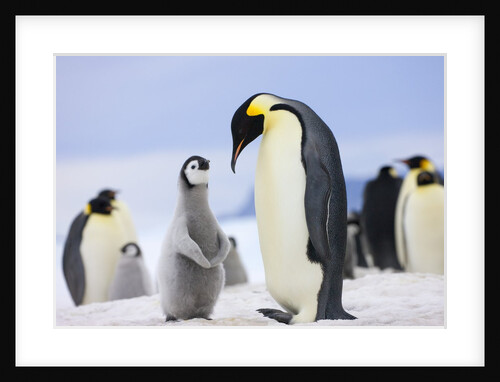 Emperor Penguin With Chick by Anonymous