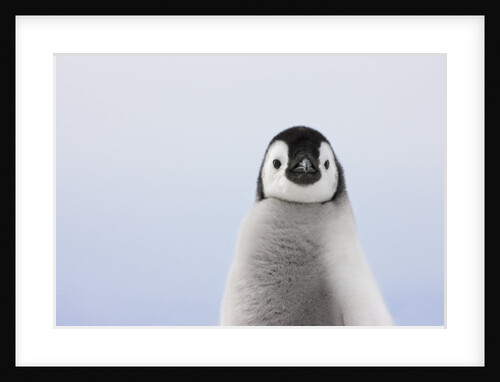 Emperor Penguin Chick by Anonymous