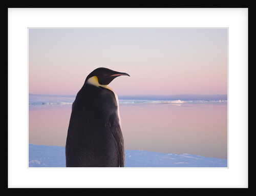 Emperor Penguin on Pack Ice by Anonymous
