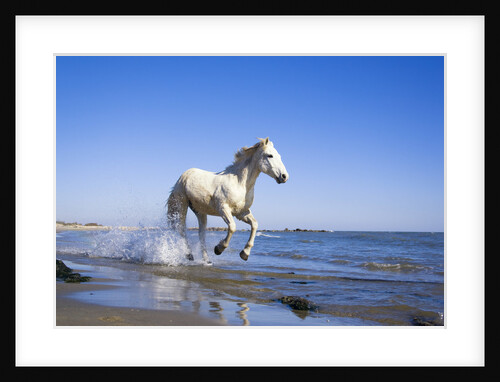 Camargue Horse Running on Beach by Anonymous