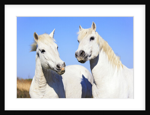 Camargue Horses by Anonymous