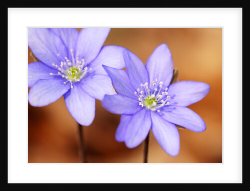 Purple Liverwort Flower by Anonymous