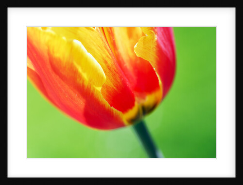 Red Tulip by Anonymous