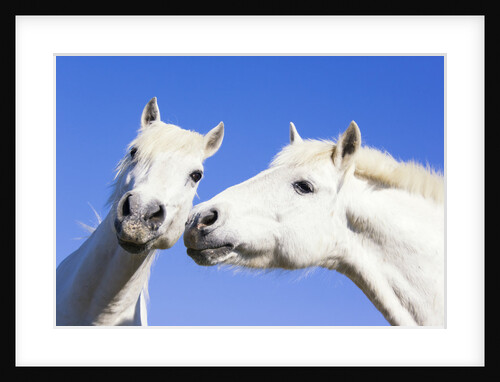 Camargue Horses by Anonymous