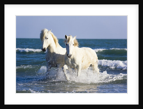 Camargue Horses in Surf by Anonymous