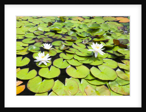 Water Lilies by Anonymous