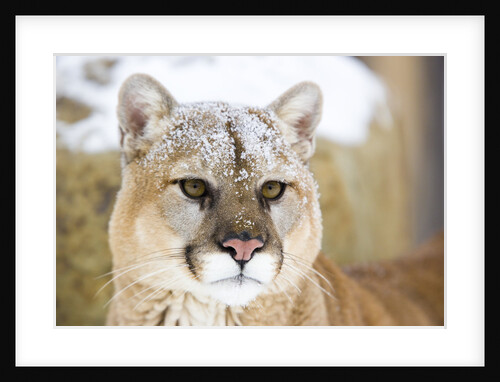 Mountain Lion by Anonymous