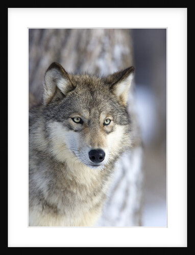 Gray Wolf by Anonymous