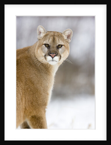 Mountain Lion by Anonymous