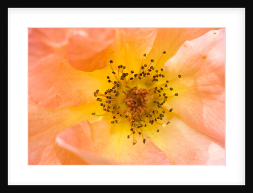 Close-up or Orange Shrub Rose by Anonymous