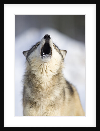 Gray Wolf Howling by Anonymous