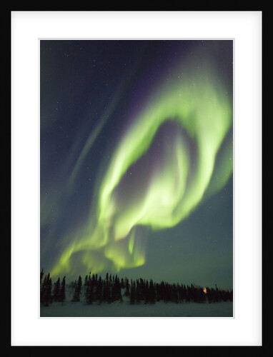 Northern Lights over Boreal Forest by Anonymous