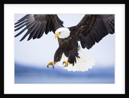 Bald Eagle Landing by Anonymous