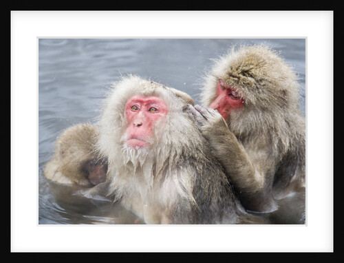 Japanese Macaques in Hot Spring by Anonymous