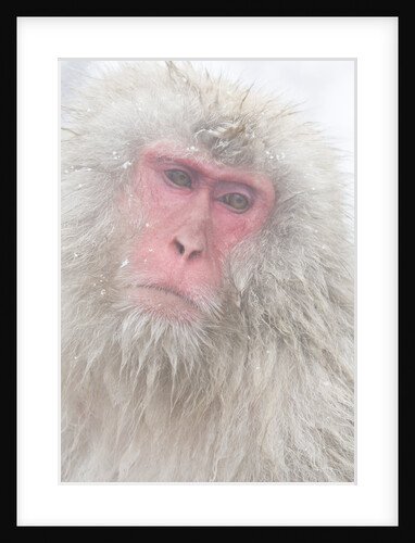 Japanese Macaque by Anonymous