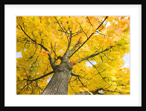 Sycamore Maple Tree by Anonymous