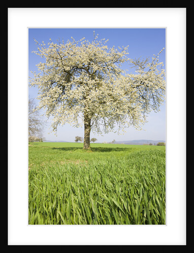 Cherry Tree in Bloom by Anonymous