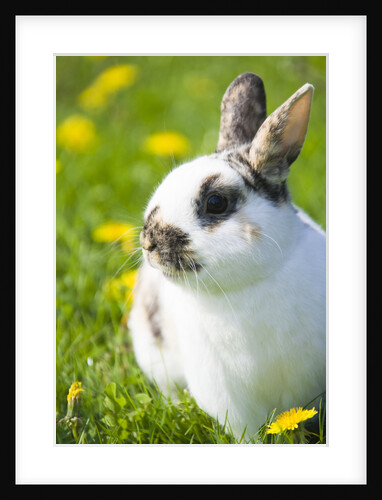 Dwarf Rabbit in Grass by Anonymous