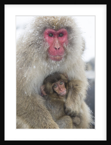 Japanese Macaque with Baby by Anonymous