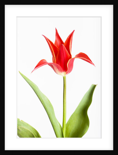 Red Tulip by Anonymous