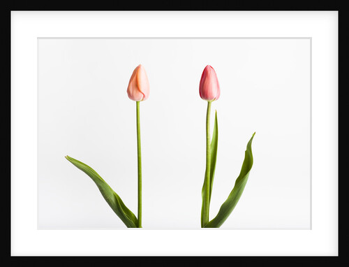 Red Tulips by Anonymous