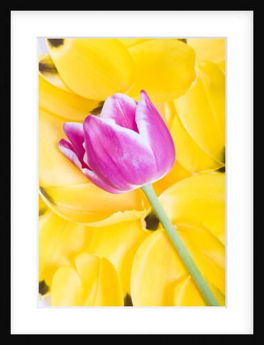 Purple Tulip on Yellow Tulip Petals by Anonymous