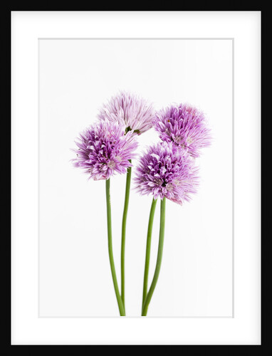 Purple Chive Flowers by Anonymous