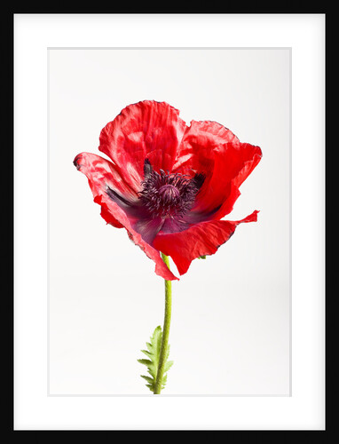 Red Poppy by Anonymous