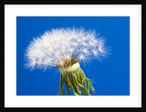 Dandelion Seed Head by Anonymous