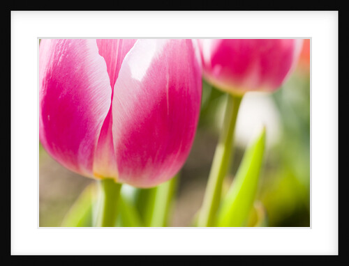 Purple Tulips by Anonymous