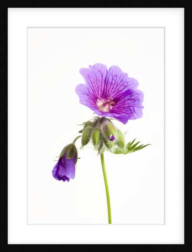 Cranesbill Geranium by Anonymous