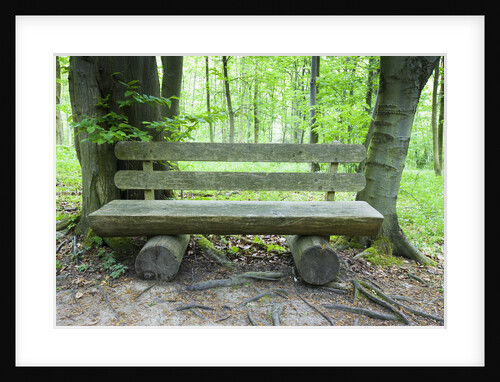 Log Bench in Beech Forest by Anonymous