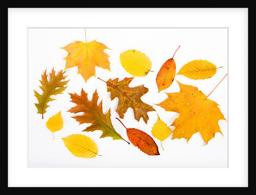 Fall Leaves by Anonymous