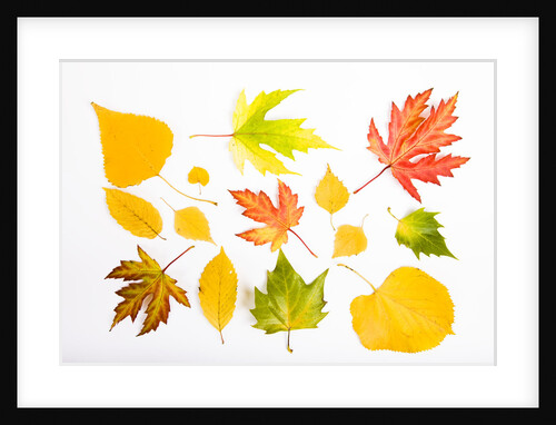 Fall Leaves by Anonymous